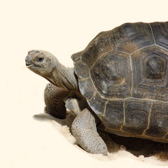 Tortue des Seychelles