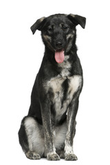 Mixed-breed dog, 9 months old