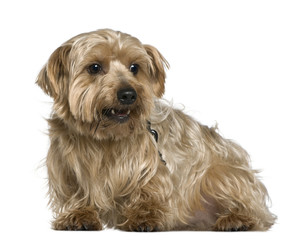 Yorkshire terrier, 4 years old, in front of white background