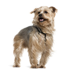 Yorkshire terrier, 4 years old
