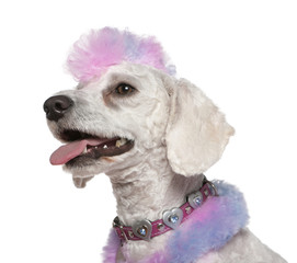 Groomed poodle with pink and purple fur and mohawk, 1 year old