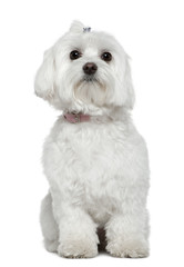 Maltese, 2 years old, sitting in front of white background