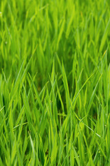 Fototapeta na wymiar erba verde