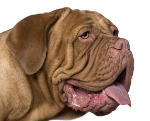 Close-up of Dogue de Bordeaux, 2 years old