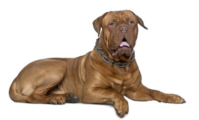 Obraz premium Dogue de Bordeaux, 11 months old