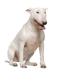 Bull Terrier, 2 years old, sitting in front of white background