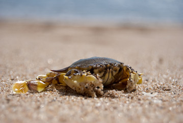 marine crab