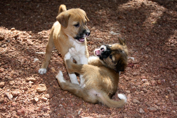 Playful Pups