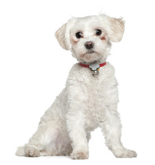 Obraz premium Maltese, 8 months old, sitting in front of white background