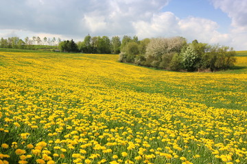 Obraz premium Schöne frische grüne Frühlingslandschaft. Wiese mit Blumen.