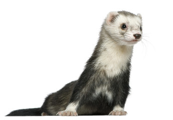 Ferret, 3 and a half years old, in front of white background