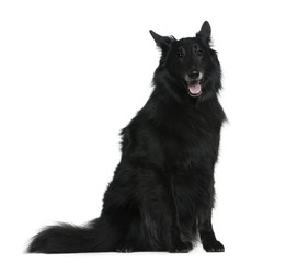 Belgian Shepherd dog, Groenendael, 7 years old