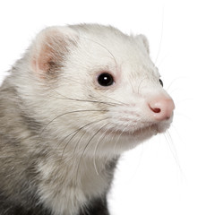 Close-up of ferret, 5 years old, in front of white background