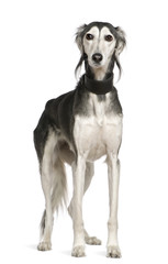 Obraz na płótnie Canvas Saluki pies, 12 lat, stały z przodu białe tło