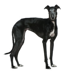 Galgo Espanol dog, 5 years old