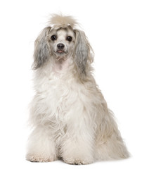 Chinese Crested Dog, 2 years old