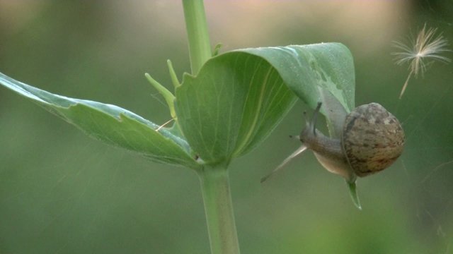 lumaca