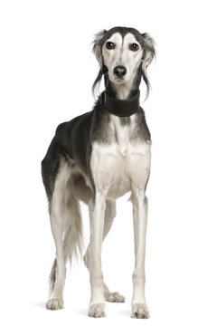 Saluki dog, 12 years old, standing in front of white background
