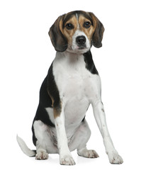 Beagle, 2 years old, sitting in front of white background