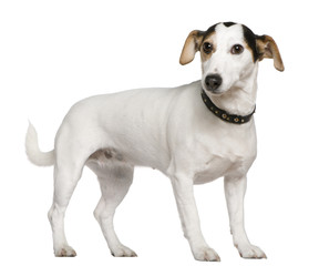 Obraz premium Jack Russell Terrier, 3 years old