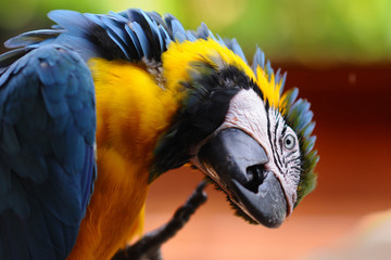Parrot in Pattaya-5