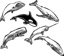 Whale Group © xunantunich