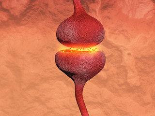 Neuronal transmission through a synapse