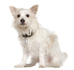 West Highland Terrier mixed with a Papillion dog, 5 years old
