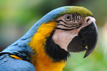 Parrot in Pattaya-3
