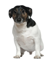 Jack Russell Terrier, 2 and a half years old