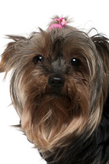 Close-up of Yorkshire Terrier, 8 years old