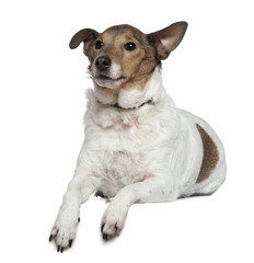 Jack Russell Terrier, 9 years old