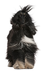 Afghan Hound with his hair in the wind, 4 years old