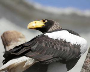 eagle