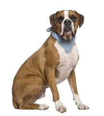 Boxer wearing handkerchief, 2 years old