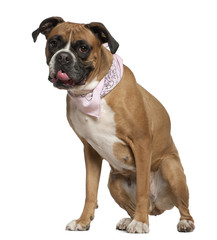 Fototapeta premium Boxer wearing handkerchief, 4 and a half years old