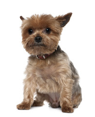 Yorkshire Terrier, 8 years old