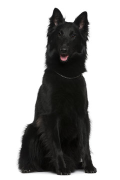 Belgian Shepherd Dog, Groenendael, 21 Months Old