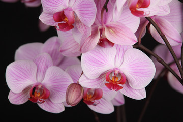 Fototapeta na wymiar Orchid isolated on the black background