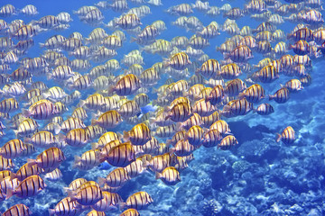 Indian ocean. .Fishes in corals.