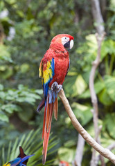 Fototapeta na wymiar jasny duży siedzieć tropikalnych papuga na gałęzi