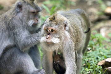 Naklejka na ściany i meble Long-tailed macaque