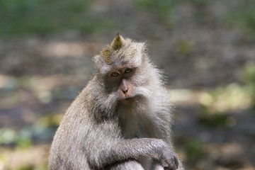 Long-tailed macaque