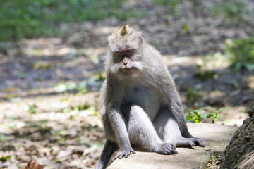 Naklejka na ściany i meble Long-tailed macaque