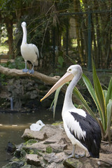 pelican