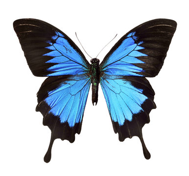 Insekt, Falter - blauer Schmetterling