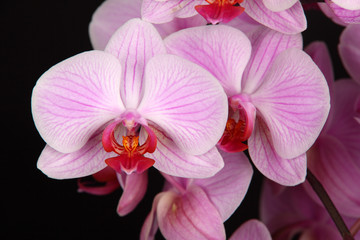 Orchid isolated on the black background