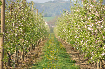Fototapeta na wymiar Apple Orchard in Spring