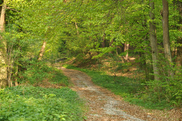Spring Forest Path