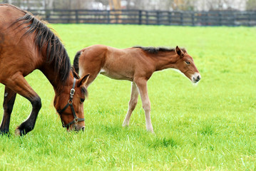 colt and mare grazing